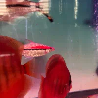 دیسکس گرید بالا|ماهی|مشهد, عبادی|دیوار