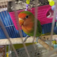 طوطی برزیلی|پرنده|خاو و میرآباد, |دیوار