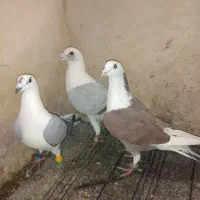 کفتر|پرنده|مشهد, ایثارگران|دیوار