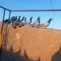 دسته ۳۰ تایی آلمانی