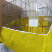 فروش ۲عدد قناری