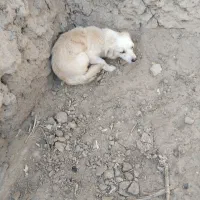 یک دعد سگ پشمالو ماده