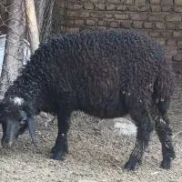 گوسفند بره ماده
