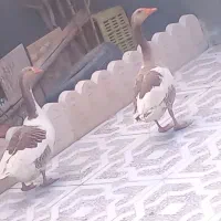 دو عدد غاز نر و ماده