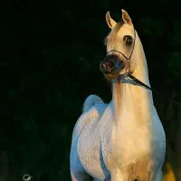 جویای کار