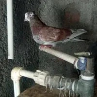 یک عدد سور نر