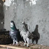 هفرنگ خطی خال خرمایی|پرنده|تاکستان, |دیوار