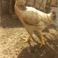 مرغ لاری|حیوانات مزرعه|شیراز, شهرک مفتح|دیوار