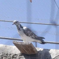 کبوتر پرشی ساعت پر