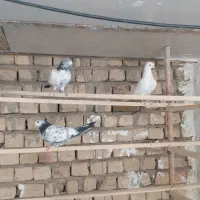 ۳پر کنار