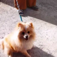 حیوان خانگی