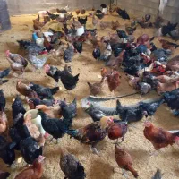 فروش مرغ و خروس محلی