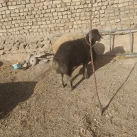 بره قوچ کبود|حیوانات مزرعه|فرمهین, |دیوار