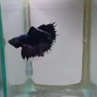 سه ماهی فایتر هافمون