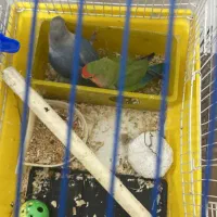 جوان و مولد|پرنده|هشتگرد, فاز ۳ مهستان|دیوار