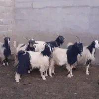 بز،چپش،کلار،دوبر،میش بره|حیوانات مزرعه|مبارکه, |دیوار