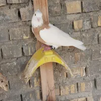 پرنده رنگی|پرنده|بندر امام خمینی, |دیوار