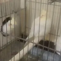 جفت عروس هلندی لوتینو