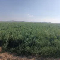 یونجه امسالی