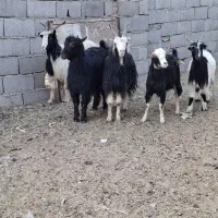 چپش بز رش|حیوانات مزرعه|پاکدشت, پاکدشت (مامازند)|دیوار