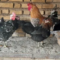 جوجه|حیوانات مزرعه|شیراز, تندگویان|دیوار