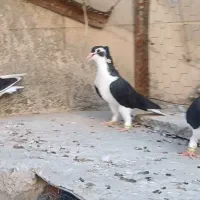 ساده سیاه‌ کاکلی