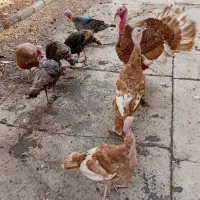 بوقلمون نروماده