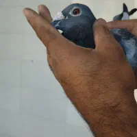 کبوتر پلاکی|پرنده|اهواز, امانیه|دیوار