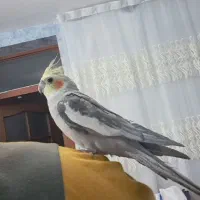 عروس هلندی ۱ ساله کاملا دستی