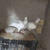 فروش چهارتا کفتر رنگی