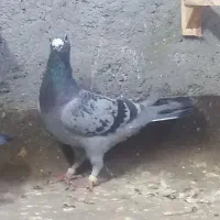 کبوتر  کفتر|پرنده|پردیس, فاز ۲|دیوار