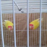 کوتوله فروشی