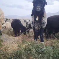 بره قوچی ترکی