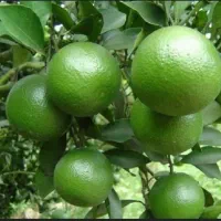 نارنج|خوردنی و آشامیدنی|رشت, پیرکلاچای|دیوار