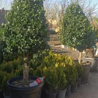 لکسترون یاس پیوندی بزرگ