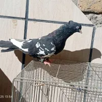 یک جفت سینه|پرنده|تربت‌حیدریه, ۴۵ متری|دیوار