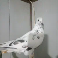 کبوتر