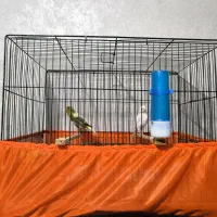 قناری نر و ماده|پرنده|تهران, شادآباد|دیوار
