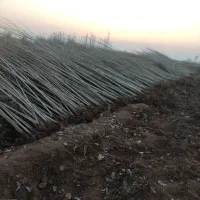 فروش انواع ارقام نهال های مثمروغیرمثمر|خدمات باغبانی و درختکاری|ارومیه, |دیوار