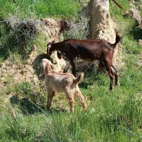 بز دوقلوزا شیرابا دوبزغاله درجه یک