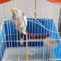 عروس هلندی ابلغ نازنازی|پرنده|پیر بکران, |دیوار