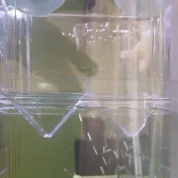 بچه ماهی گوپی و مولی آکواریومی و غذای بچه ماهی