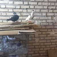 پرنده