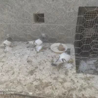 کبوتر|پرنده|عجب شیر, |دیوار