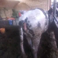 گوساله سیمینتال ماده چاق|حیوانات مزرعه|قزوین, |دیوار