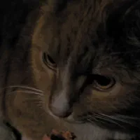 گربه دی اس اچ پیدا شده