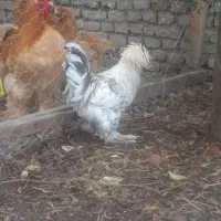 سلطان|حیوانات مزرعه|سرخنکلاته, |دیوار