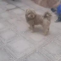 سگ پشمالو