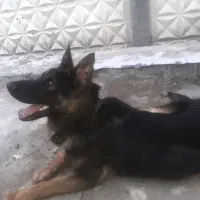 ژرمن نر یک ساله