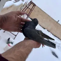 جوجه سیاه گمشده